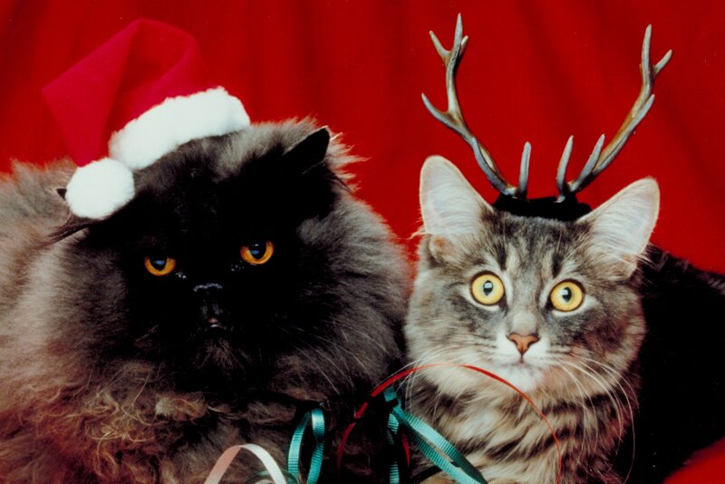 Two Cats in Holiday Hats