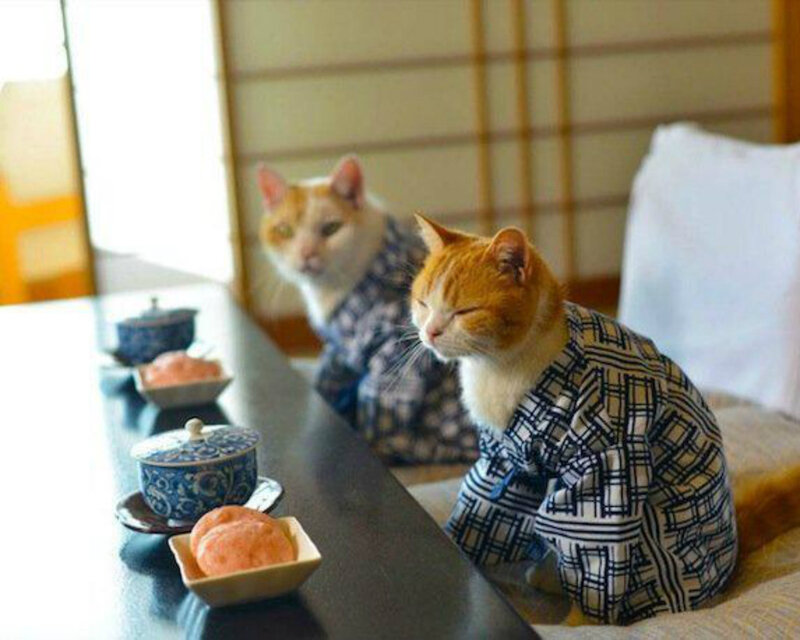 Two Cats in Kimonos — Orange