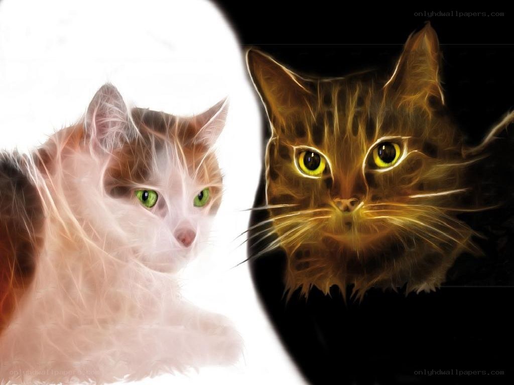 Two cats in light and dark