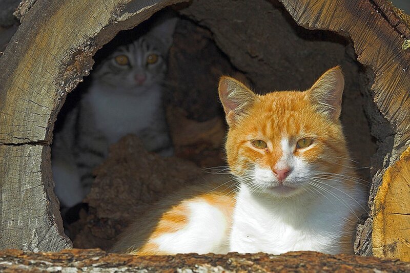 Two Cats in Log