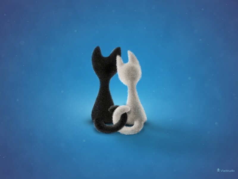 two cats in love