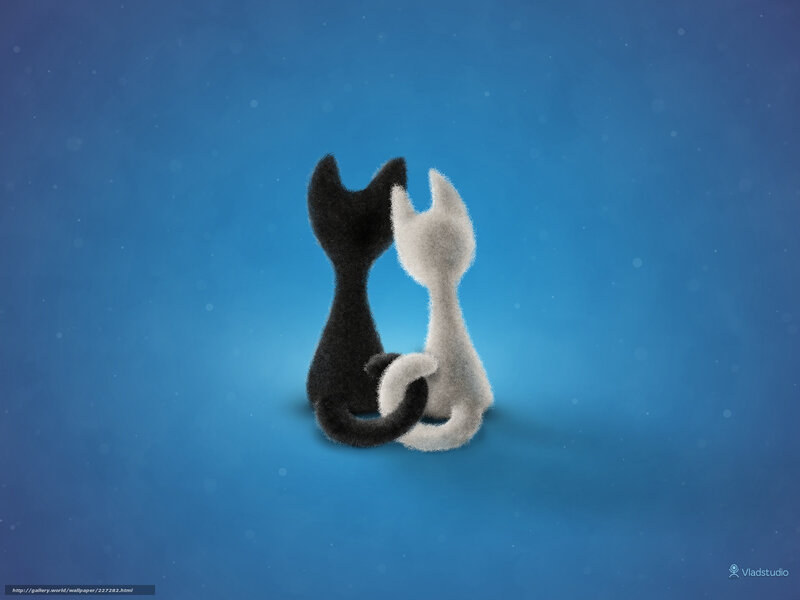 Two cats in love
