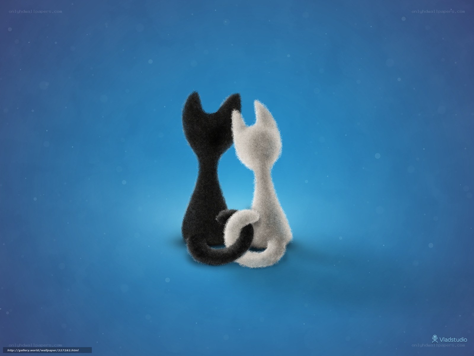 Two cats in love
