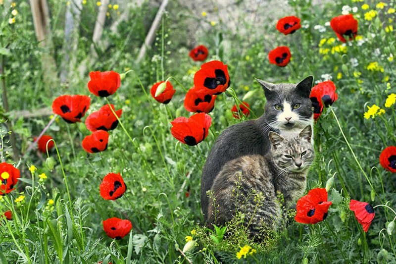 Two Cats in Poppy Field