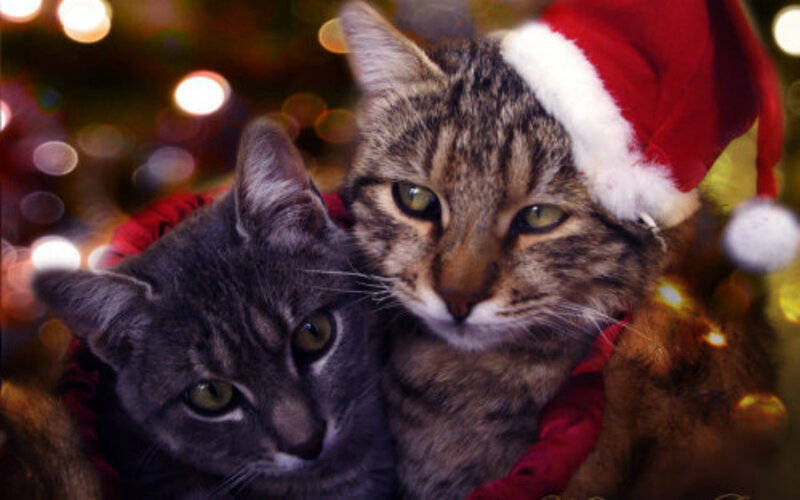 Two Cats in Santa Hats