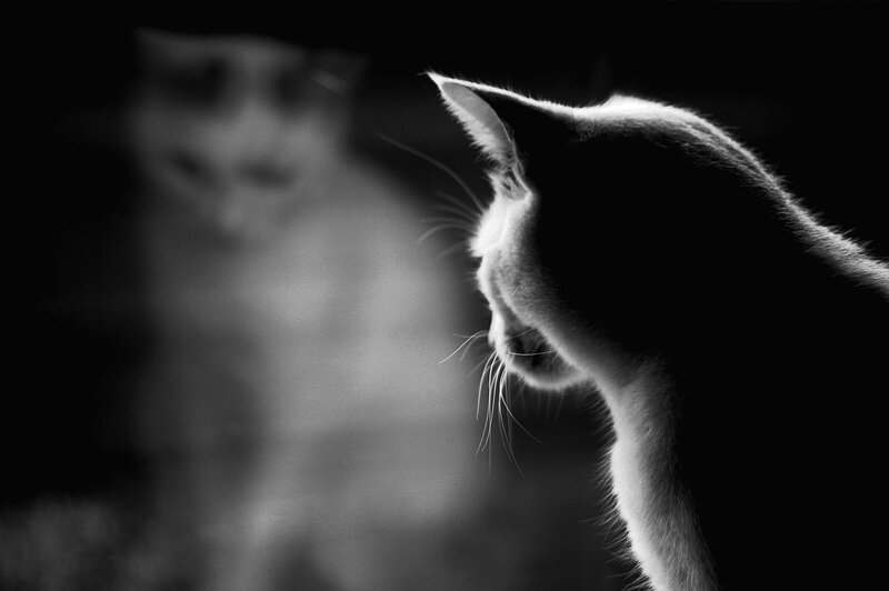 Two Cats in Silhouette — Black, Dramatic