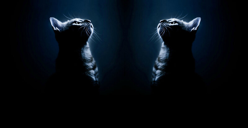 Two Cats in Silhouette — Black