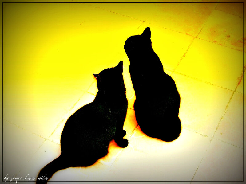 Two cats in silhouette