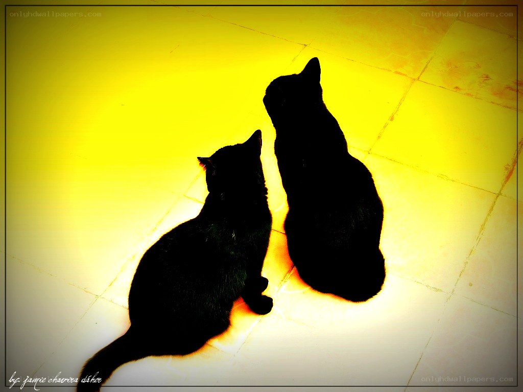 Two cats in silhouette