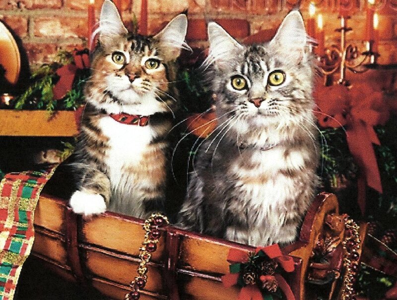 Two Cats in Sleigh