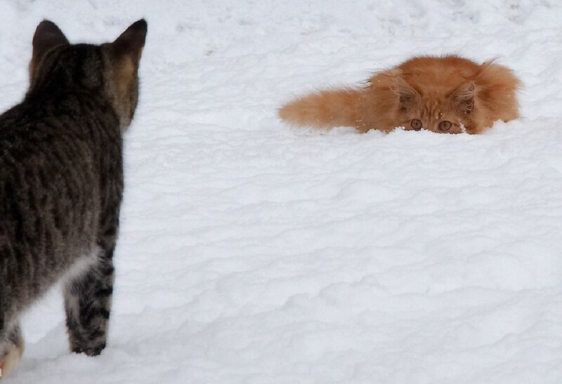 Two Cats in Snow