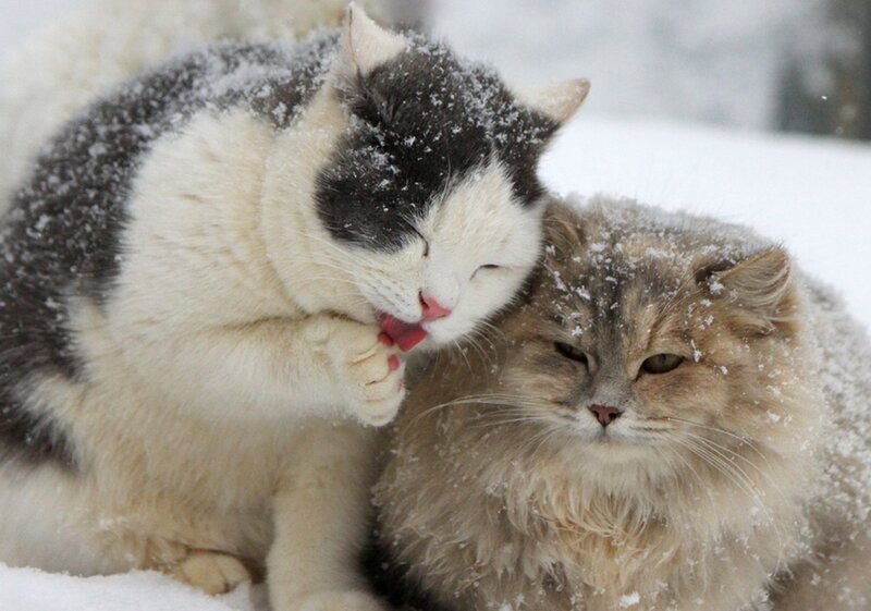 Two Cats in Snow — White, Calm