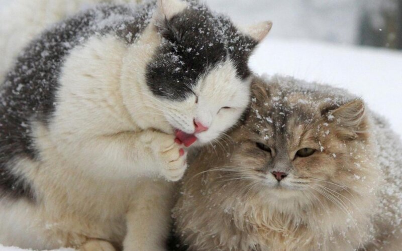 Two Cats in Snow — White, Calm, Winter, Photograph