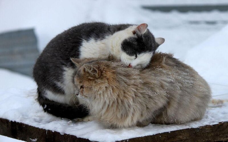 Two Cats in Snow — White, Calm, Winter