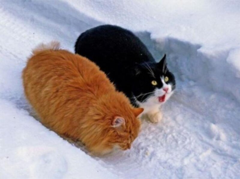 Two Cats in Snow — White, Cold