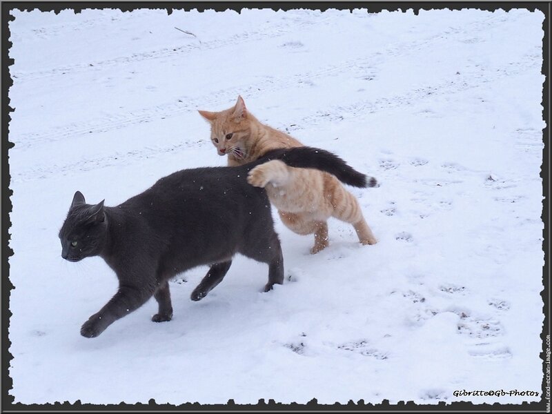 Two Cats in Snow — White, Playful