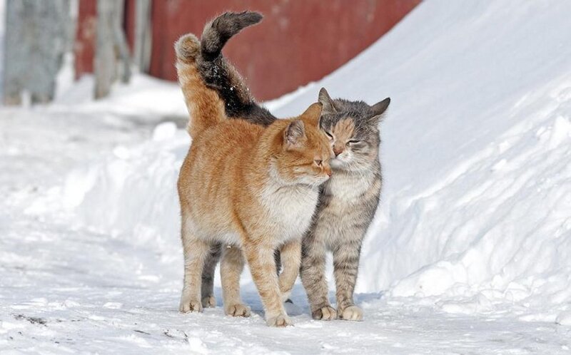 Two Cats in Snow — White