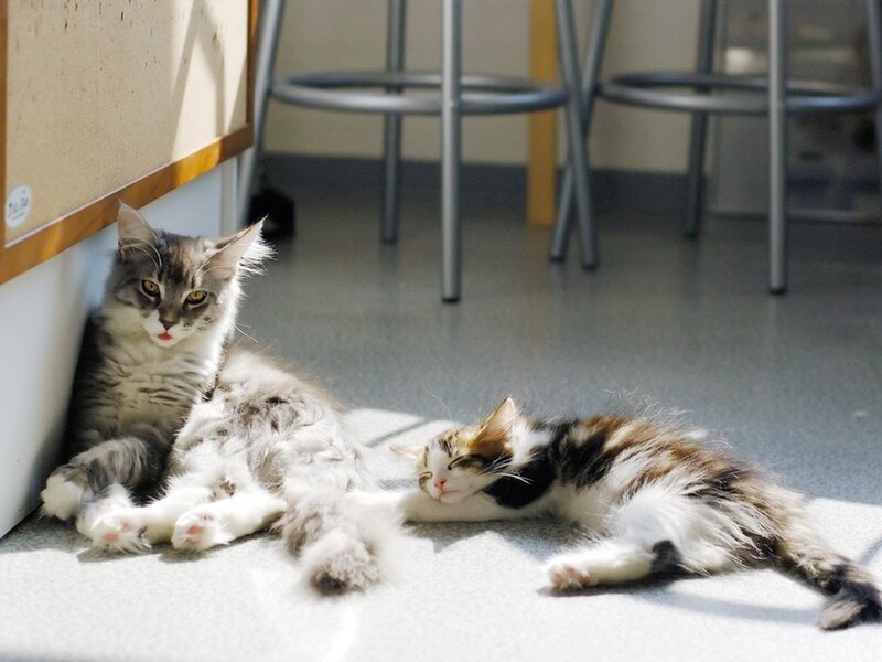 Two cats in sunbeam