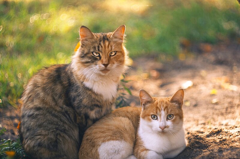 Two Cats in Sunlight — Brown