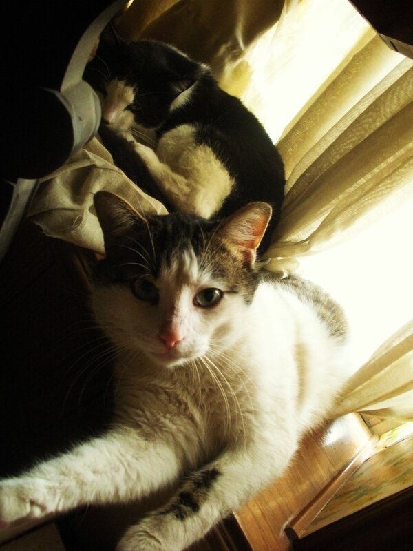 Two cats in sunlight