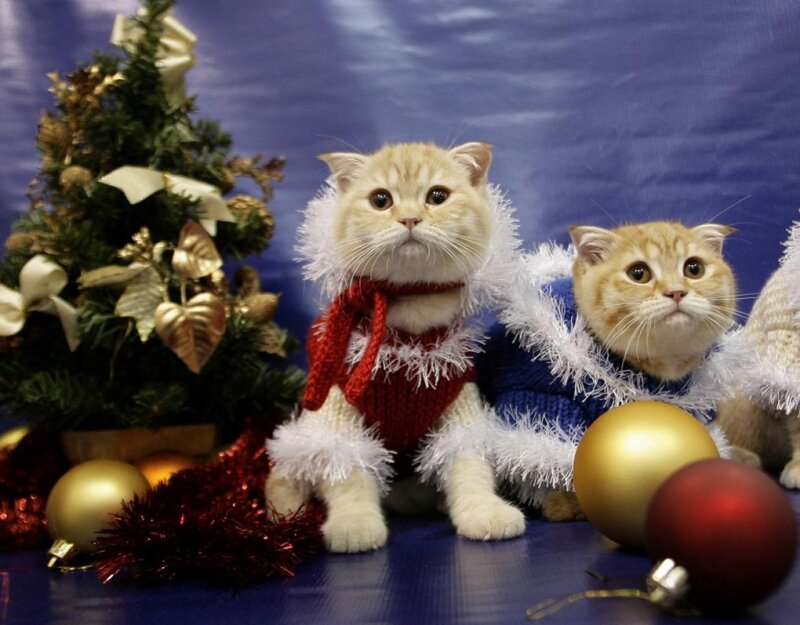 Two Cats in Sweaters