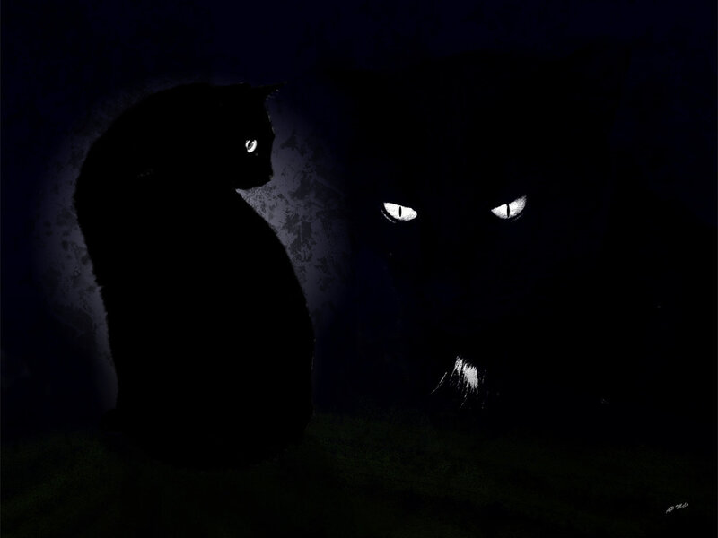Two cats in the dark