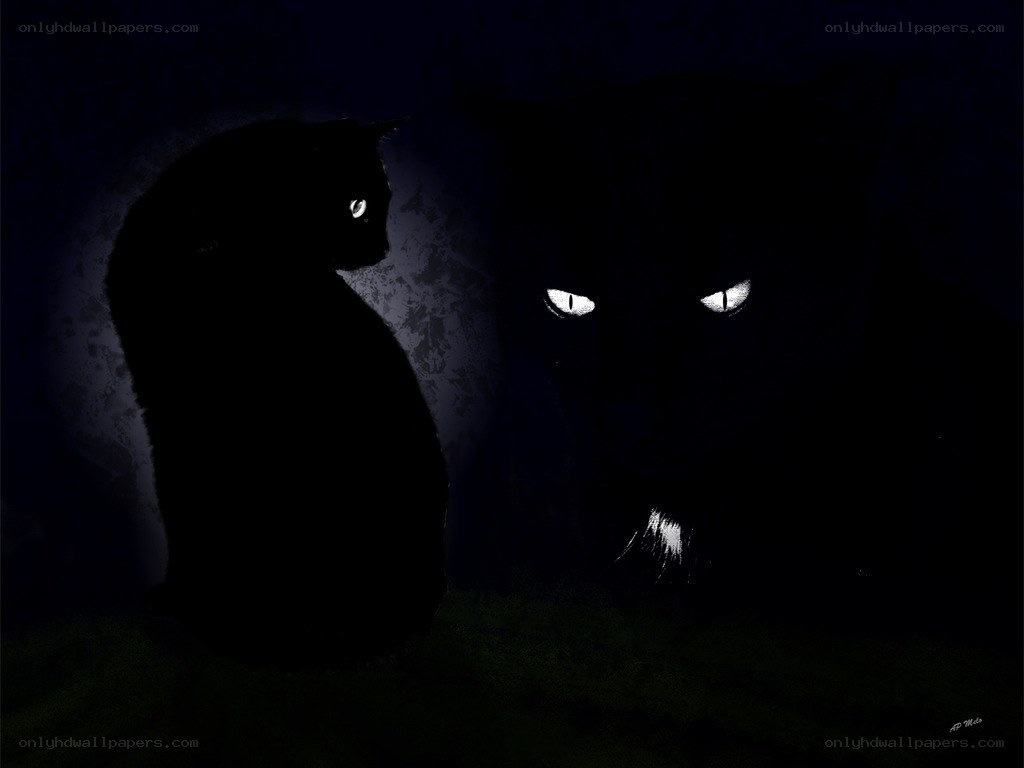 Two cats in the dark