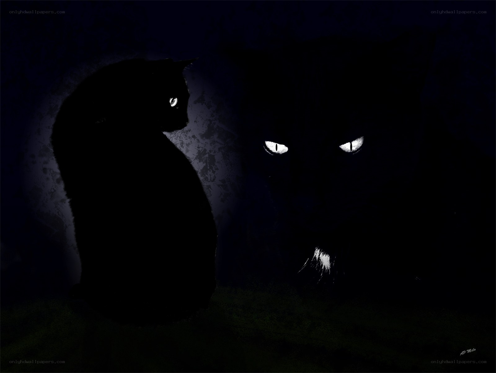two cats in the dark