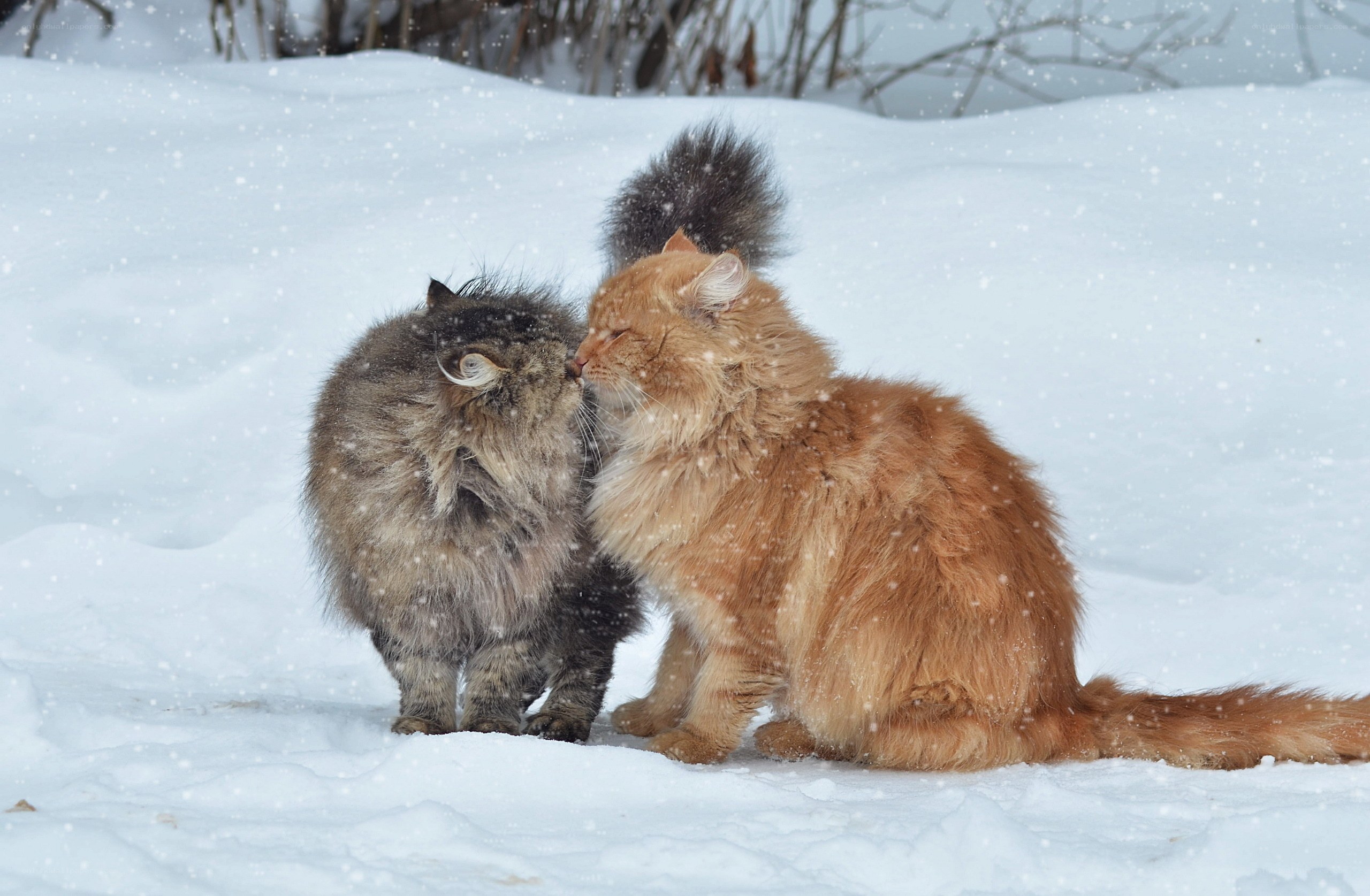 Two cats in the snow