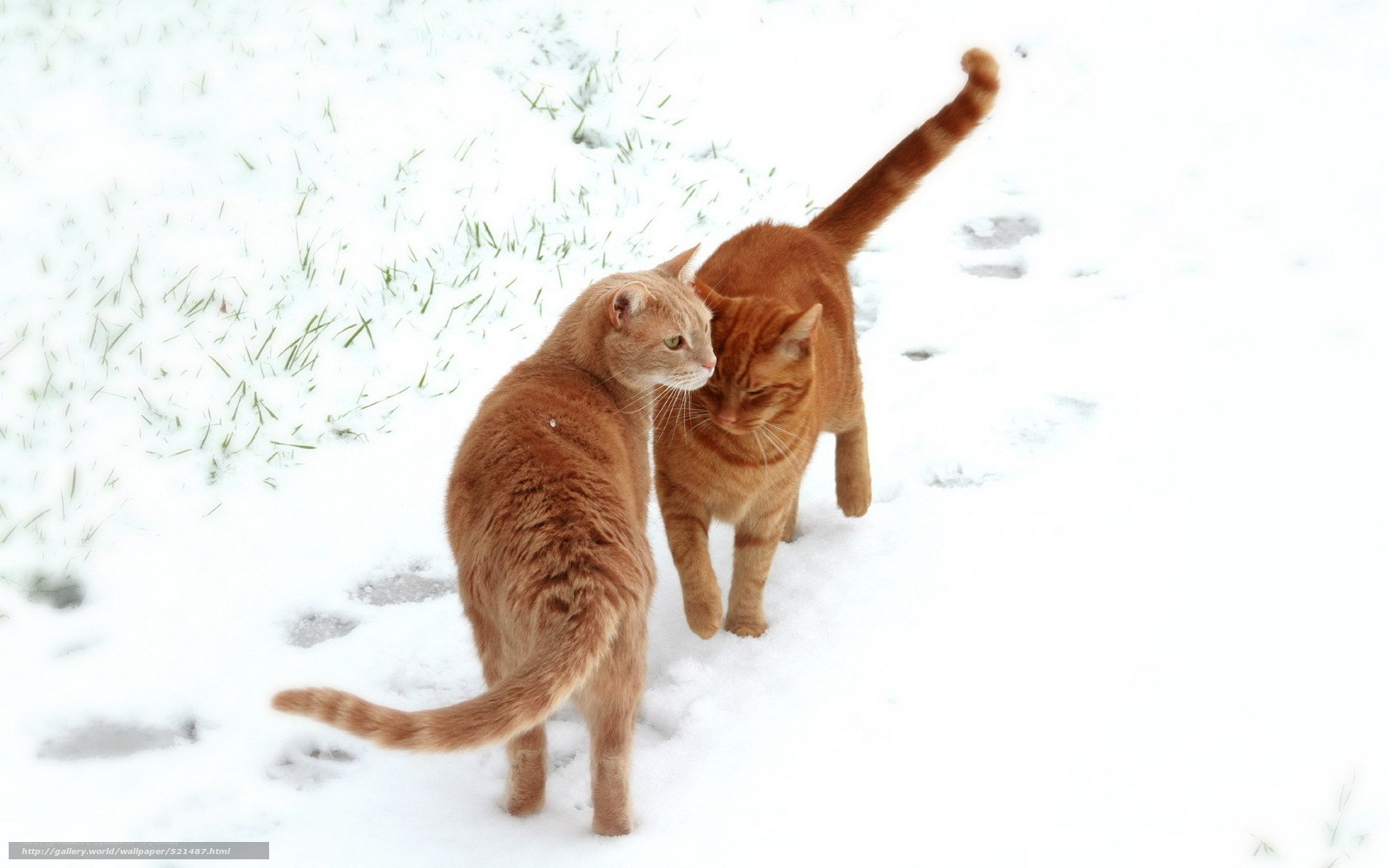 Two cats in the snow