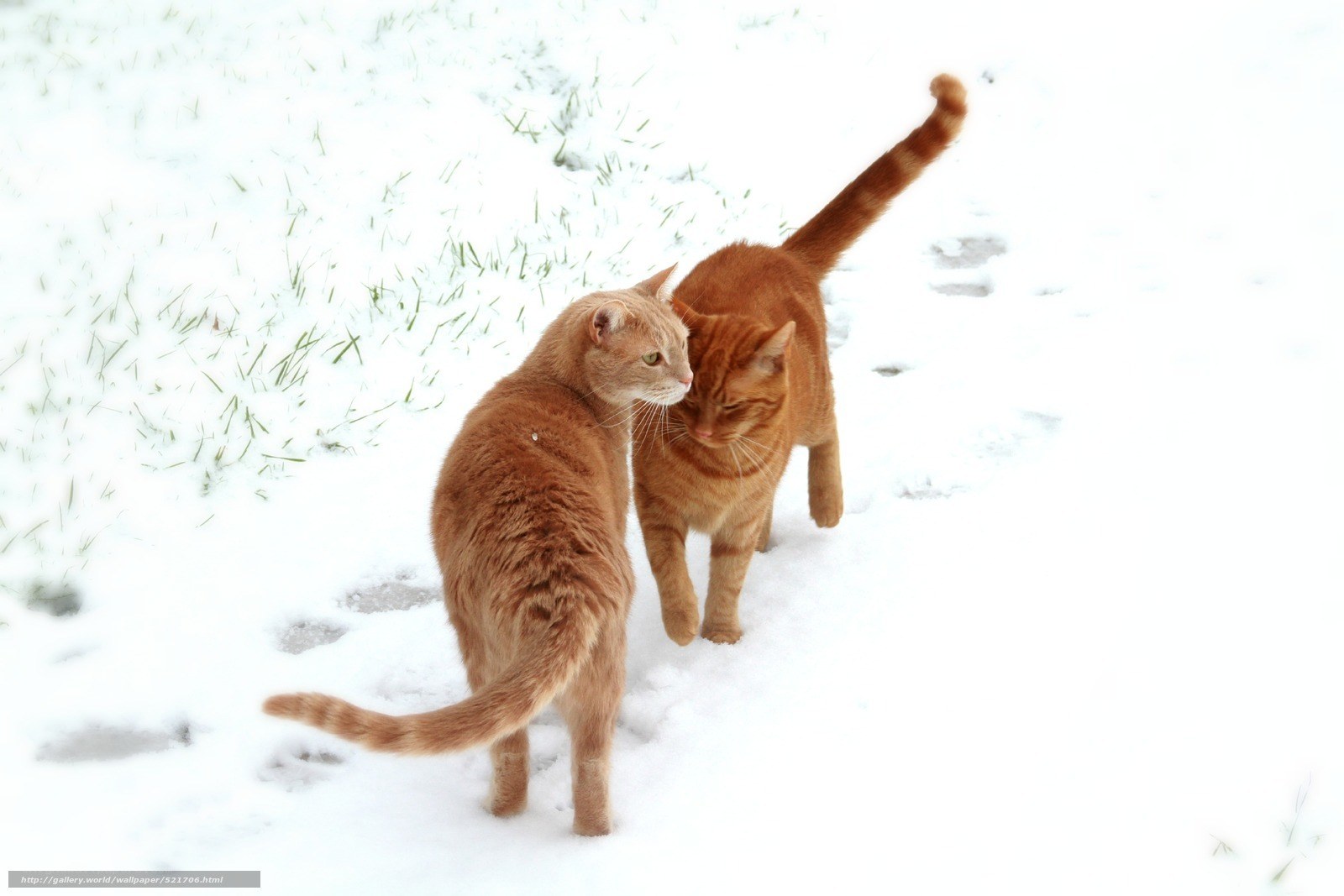 Two cats in the snow