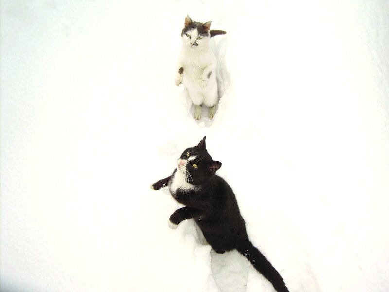 Two cats in the snow