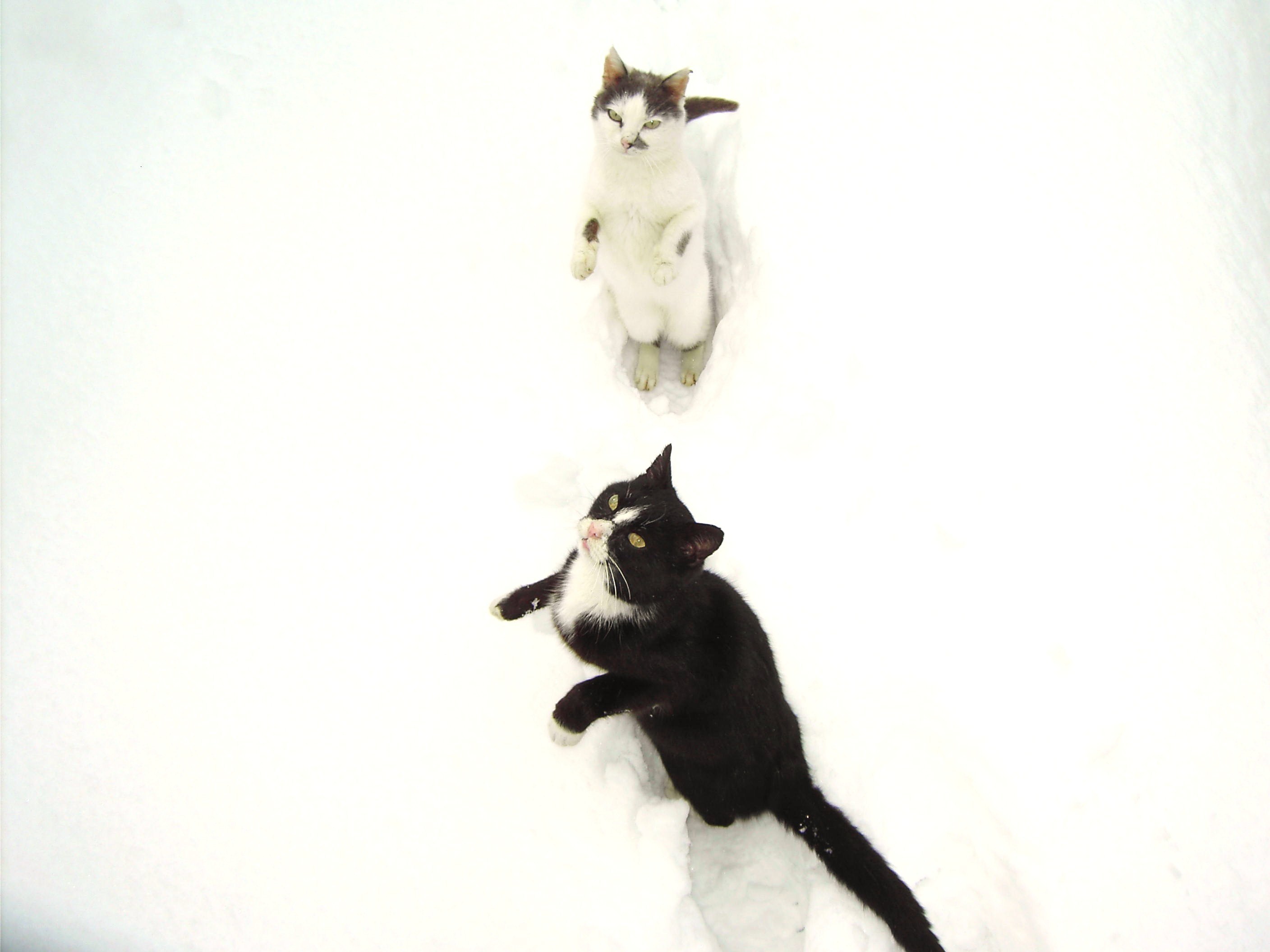 Two cats in the snow