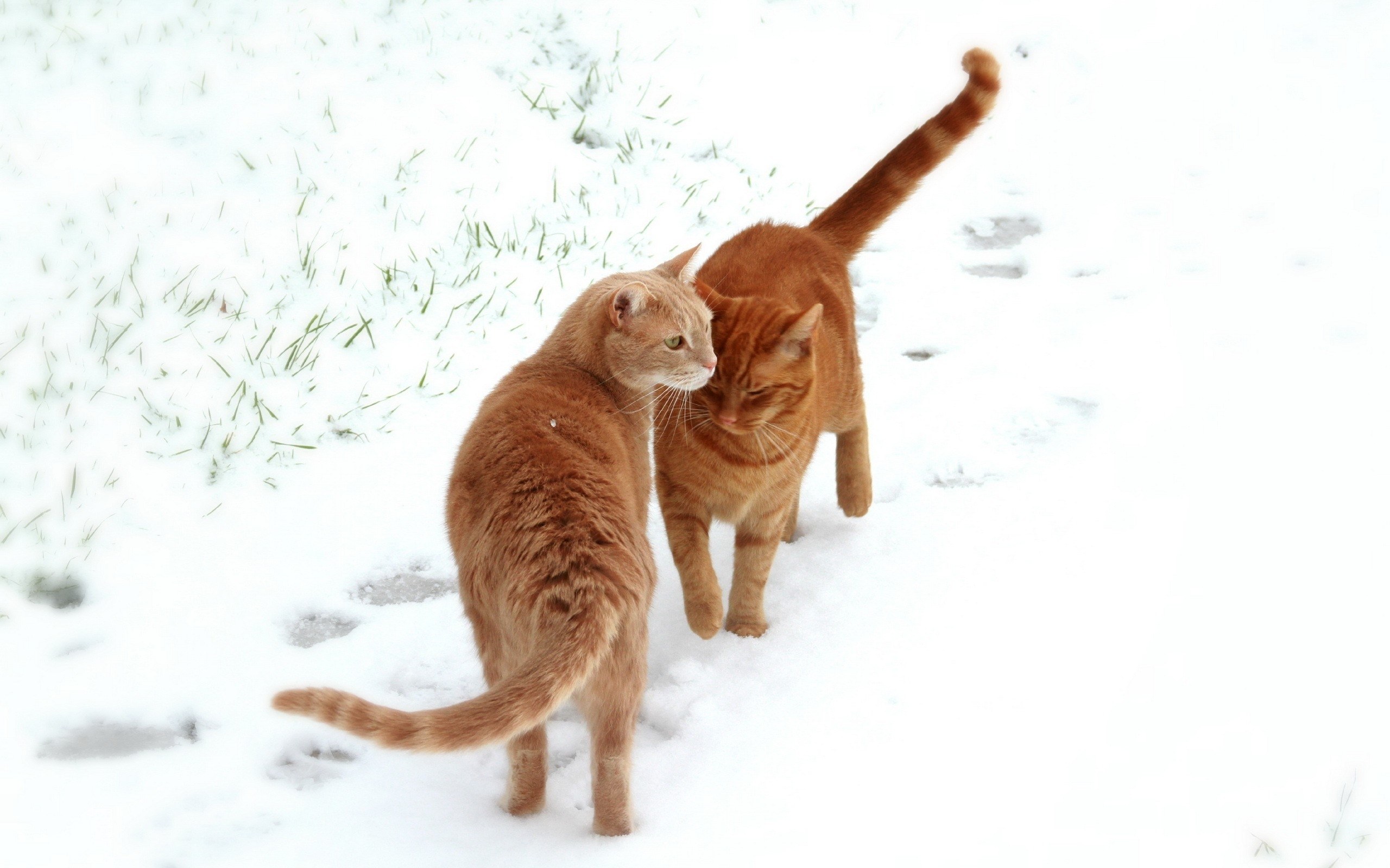 Two cats in the snow