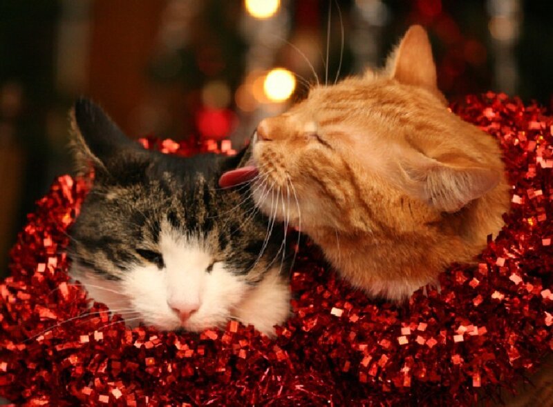 Two Cats in Tinsel