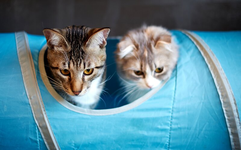 Two Cats in Tunnel — Blue