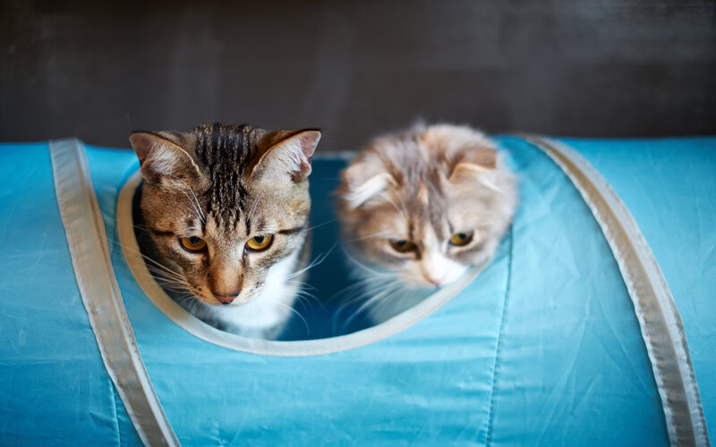 Two Cats in Tunnel