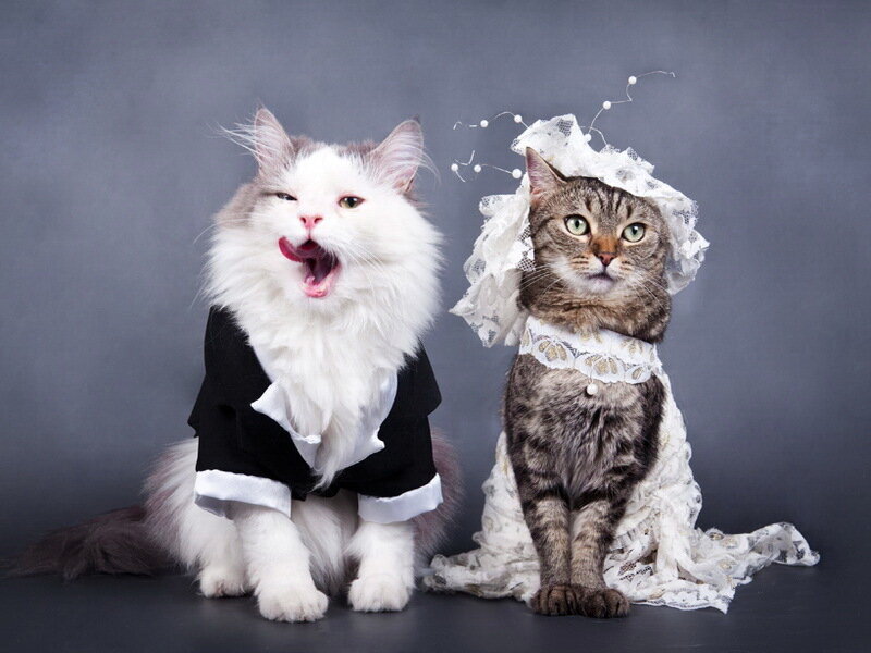 Two Cats in Wedding Attire