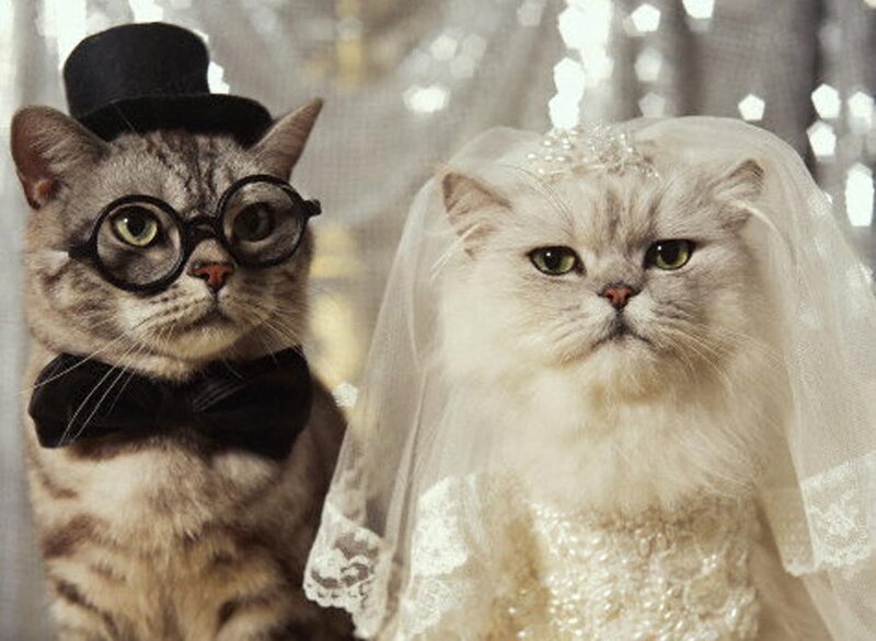 Two Cats in Wedding Attire — White, Formal