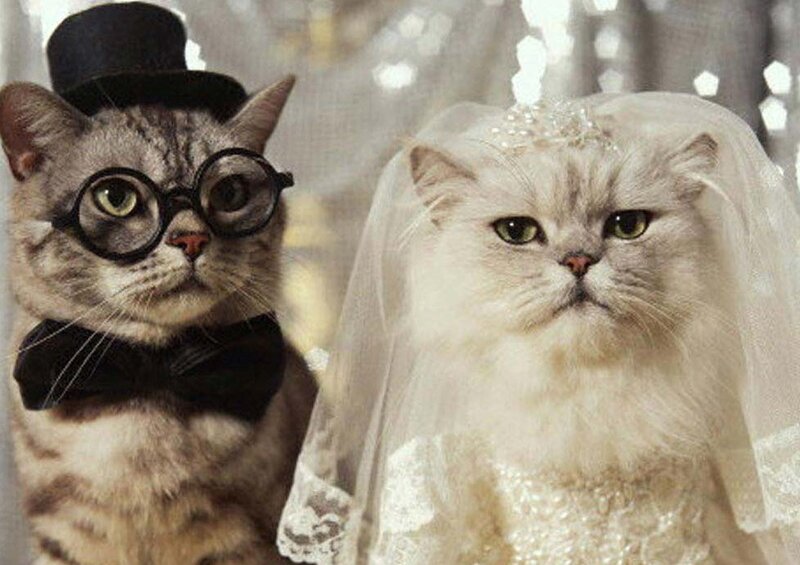 Two Cats in Wedding Attire — White