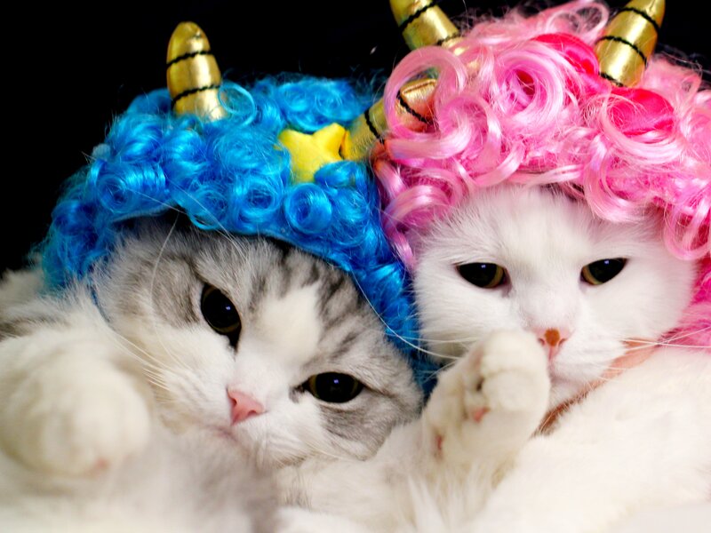 Two Cats in Wigs