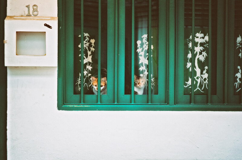 Two Cats in Window — Green