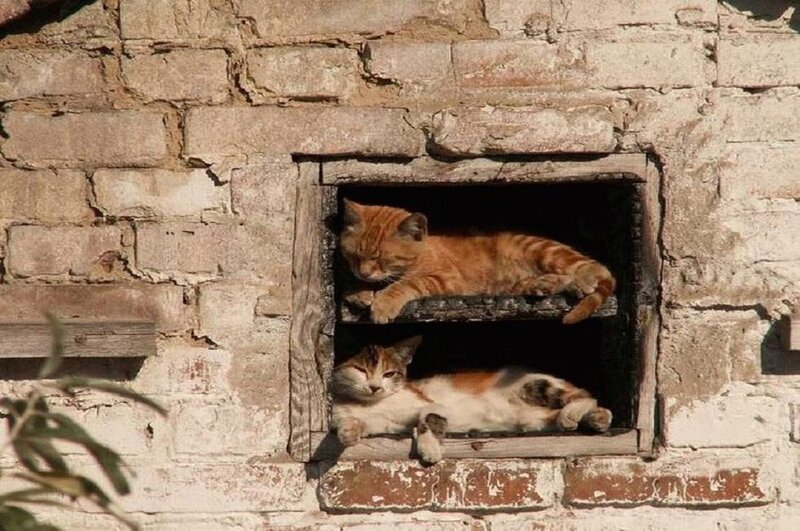 Two Cats in Window