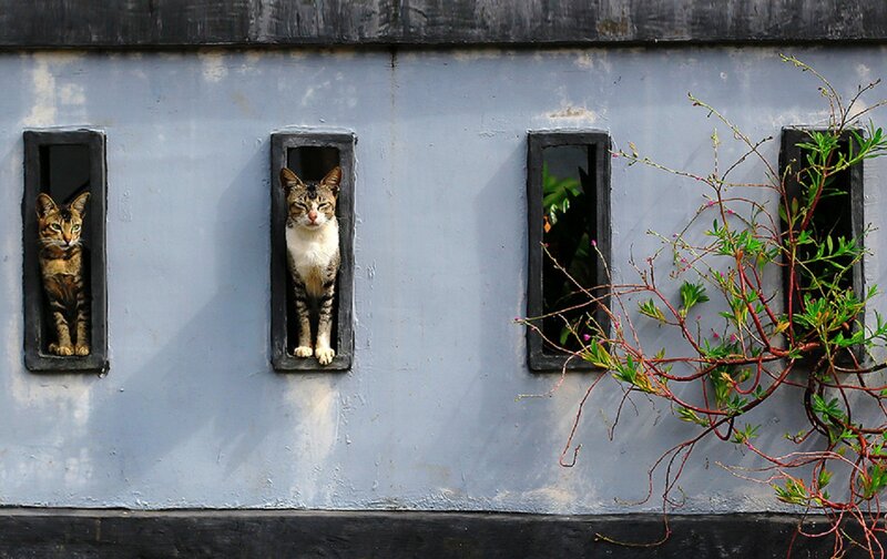 Two Cats in Windows