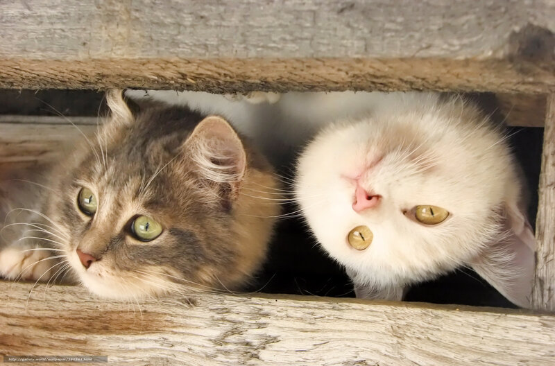 Two Cats in Wooden Box — Brown, Curious, Photograph