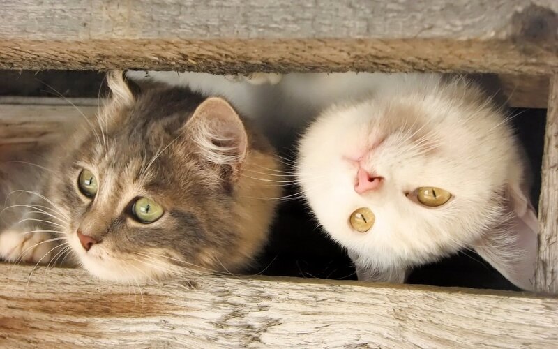 Two Cats in Wooden Box — Brown, Curious, Photograph, Wooden Structure