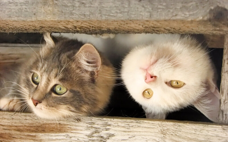 Two Cats in Wooden Box — Brown, Curious