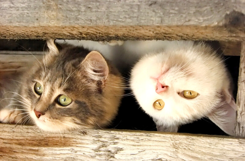 Two Cats in Wooden Box — Brown