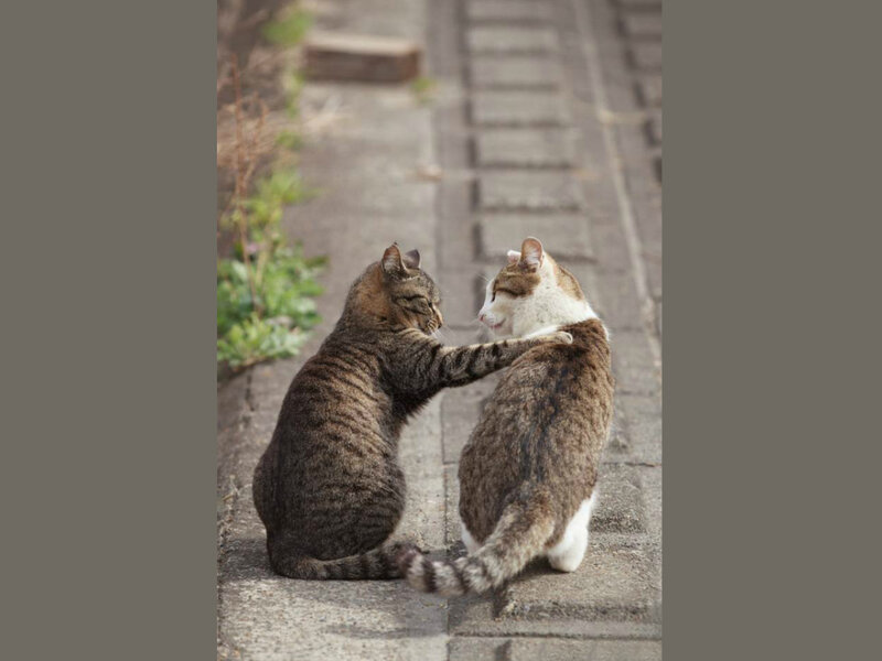 Two Cats Interacting — Gray, Calm