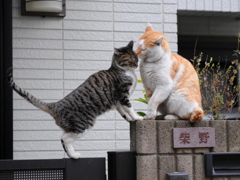 Two Cats Interacting — Gray